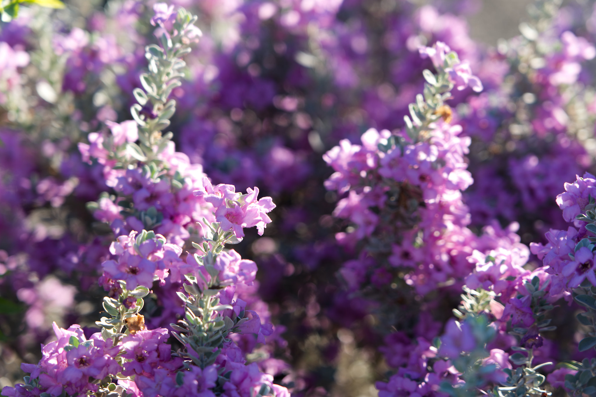 Purple flowers in the property's garden