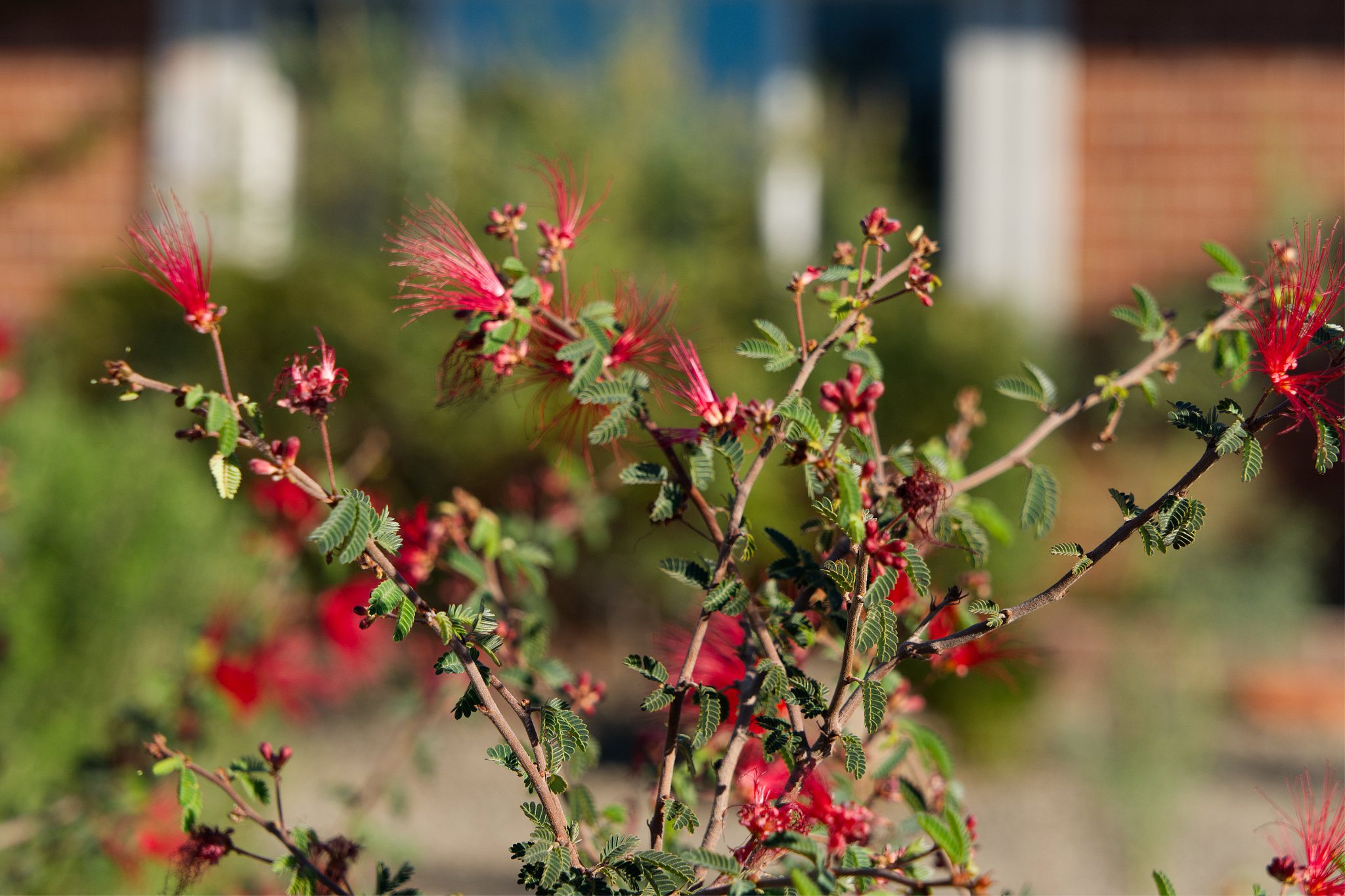 Red flowers in the property's garden