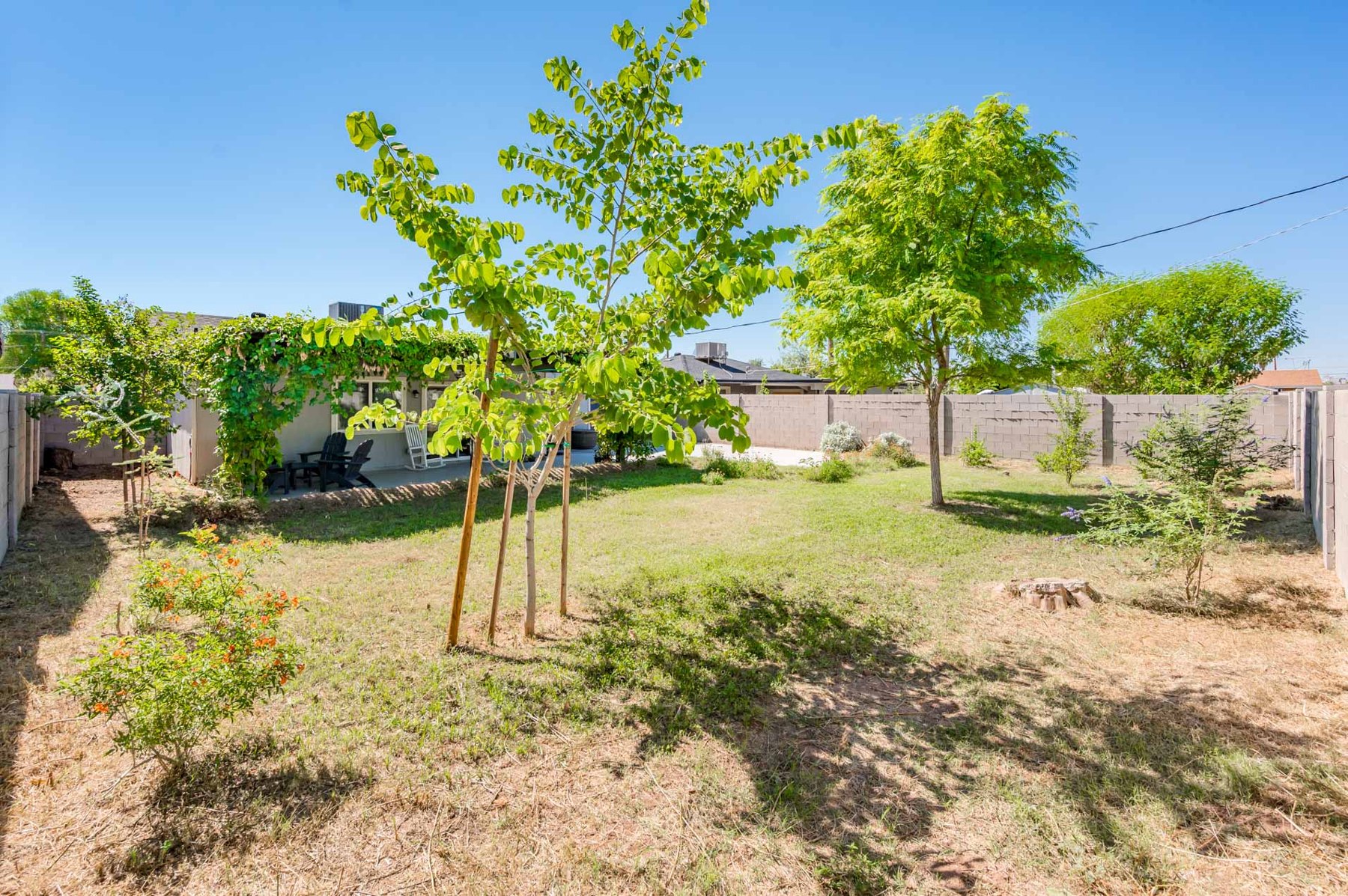 Backyard garden